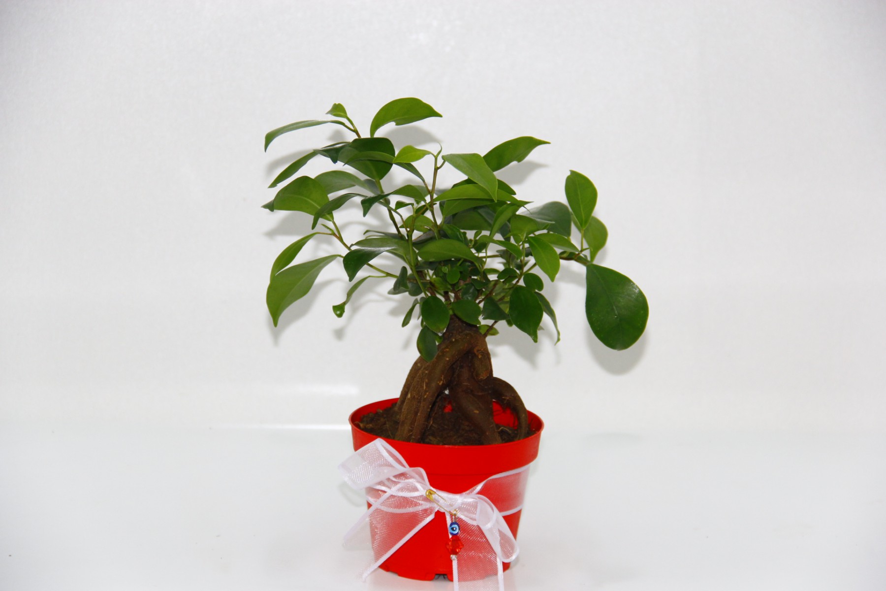 BONSAİ FİCUS GİNSENG - Sevgililer Günü ve Özel Gün Hediyesi BONSAİ FİCUS GİNSENG - Sevgililer Günü ve Özel Gün Hediyesi