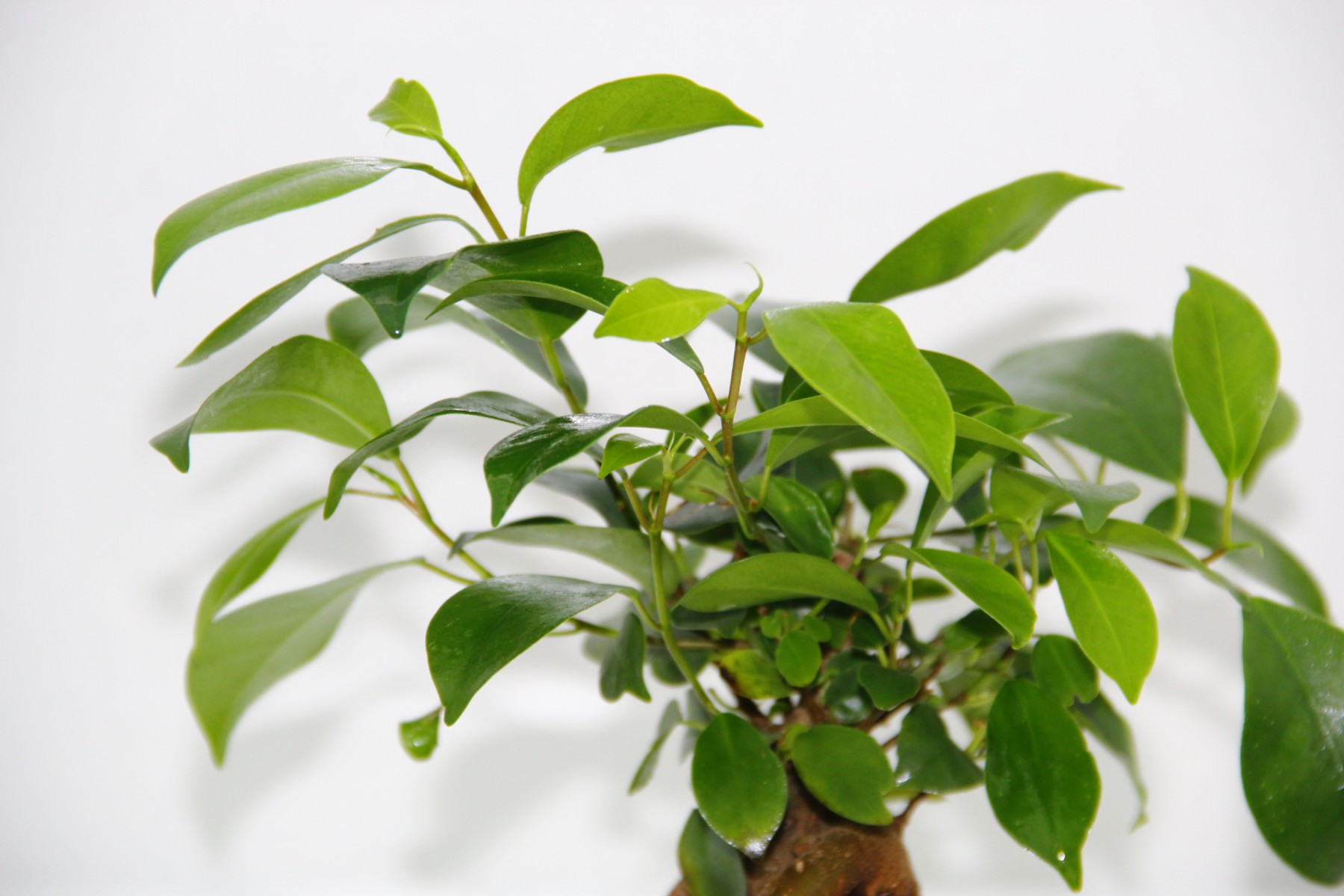BONSAİ FİCUS GİNSENG - Sevgililer Günü ve Özel Gün Hediyesi BONSAİ FİCUS GİNSENG - Sevgililer Günü ve Özel Gün Hediyesi