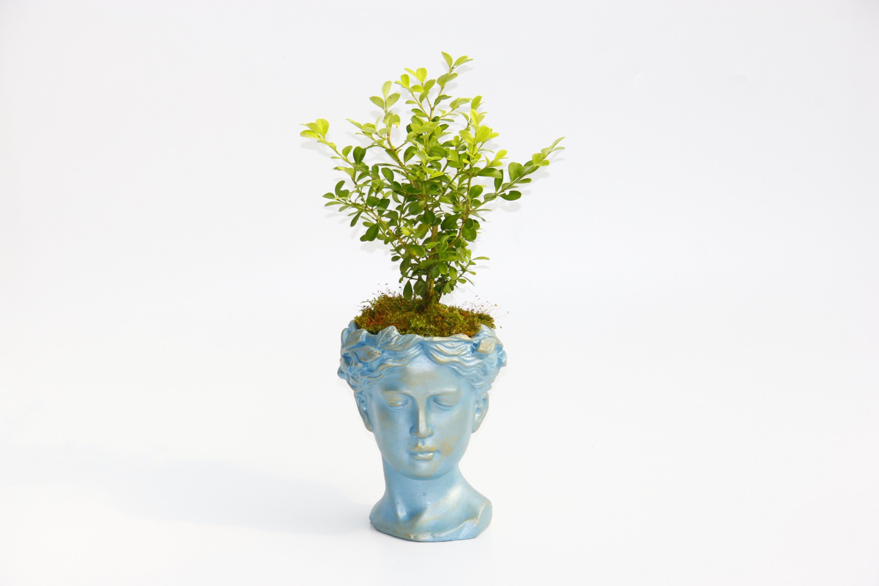 BONSAİ HELEN BUXUS - HEDİYELİK MAVİ RENK BONSAİ HELEN BUXUS - HEDİYELİK MAVİ RENK