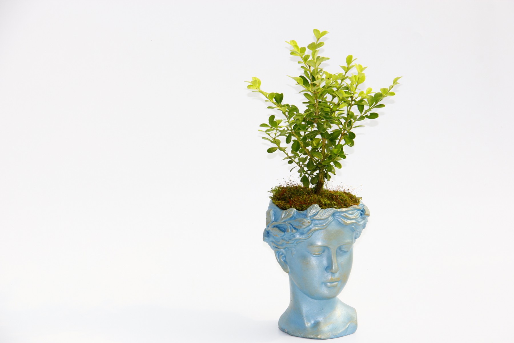 BONSAİ HELEN BUXUS - HEDİYELİK MAVİ RENK BONSAİ HELEN BUXUS - HEDİYELİK MAVİ RENK