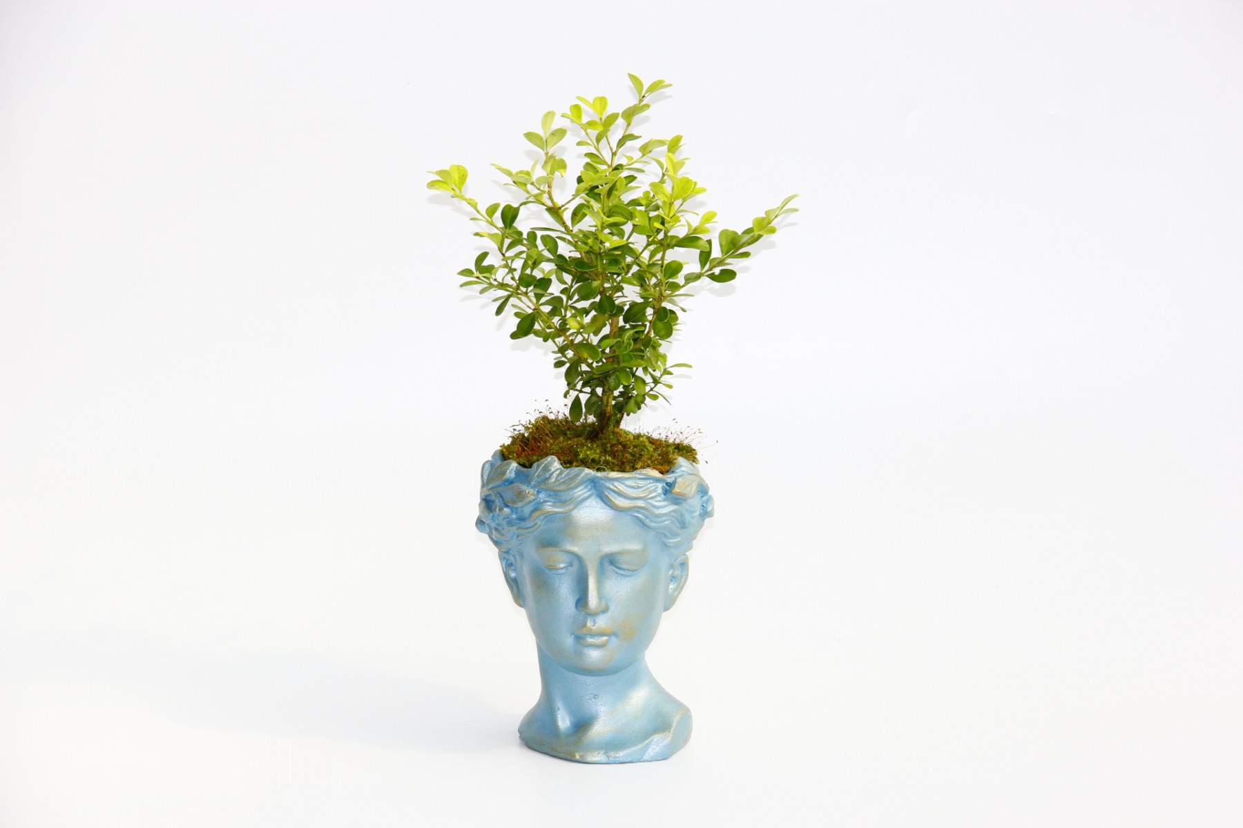 BONSAİ HELEN BUXUS - HEDİYELİK MAVİ RENK BONSAİ HELEN BUXUS - HEDİYELİK MAVİ RENK