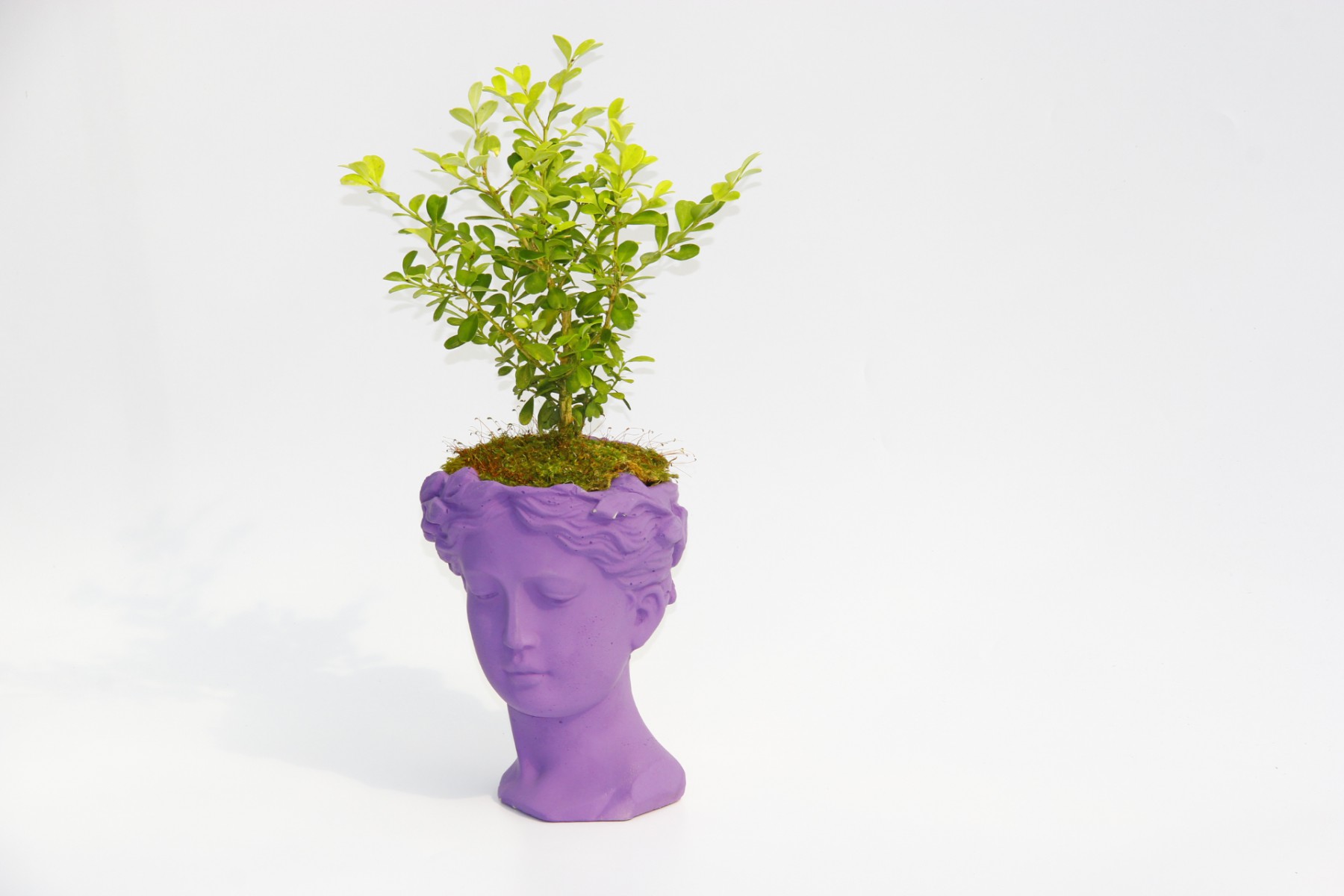 BONSAİ HELEN BUXUS - HEDİYELİK MOR RENK BONSAİ HELEN BUXUS - HEDİYELİK MOR RENK