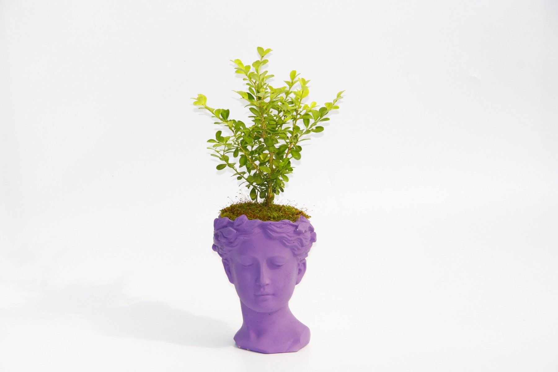 BONSAİ HELEN BUXUS - HEDİYELİK MOR RENK BONSAİ HELEN BUXUS - HEDİYELİK MOR RENK