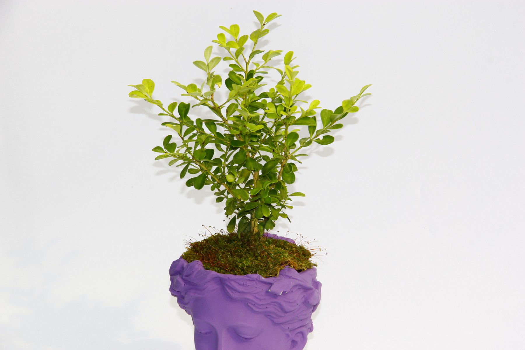 BONSAİ HELEN BUXUS - HEDİYELİK MOR RENK BONSAİ HELEN BUXUS - HEDİYELİK MOR RENK