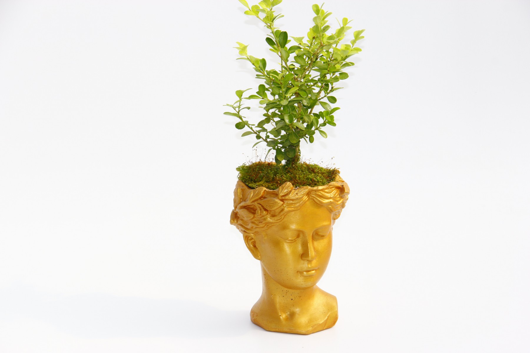 BONSAİ HELEN BUXUS - HEDİYELİK TURUNCU RENK BONSAİ HELEN BUXUS - HEDİYELİK TURUNCU RENK