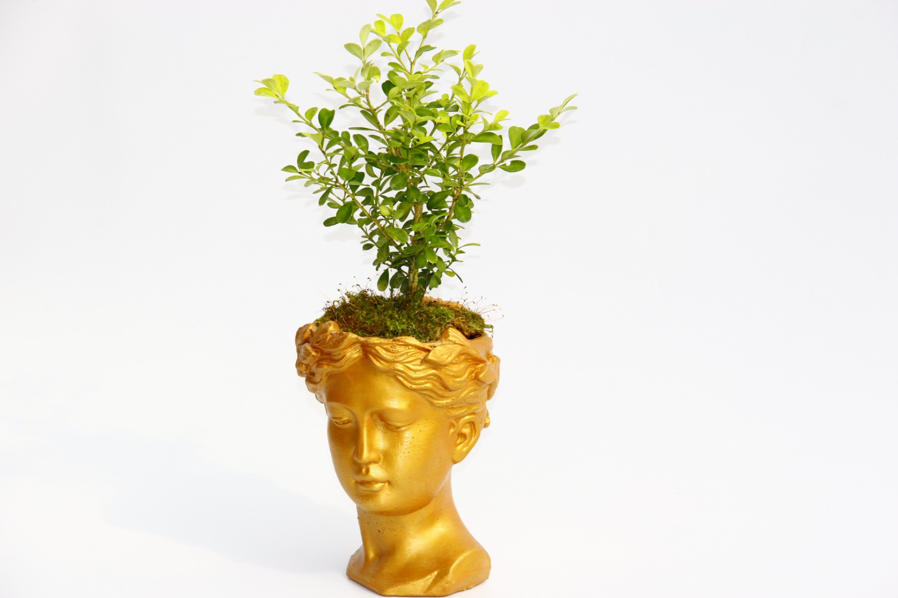 BONSAİ HELEN BUXUS - HEDİYELİK TURUNCU RENK BONSAİ HELEN BUXUS - HEDİYELİK TURUNCU RENK