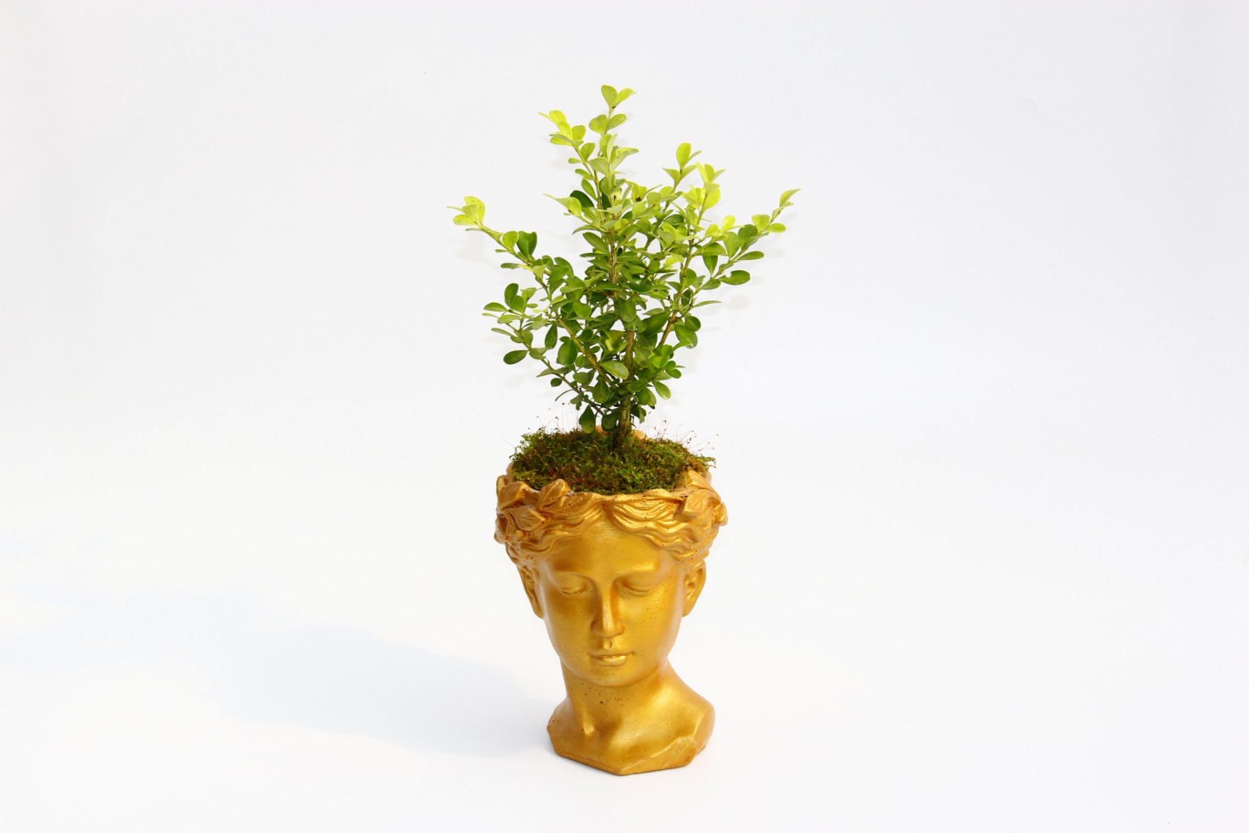 BONSAİ HELEN BUXUS - HEDİYELİK TURUNCU RENK BONSAİ HELEN BUXUS - HEDİYELİK TURUNCU RENK