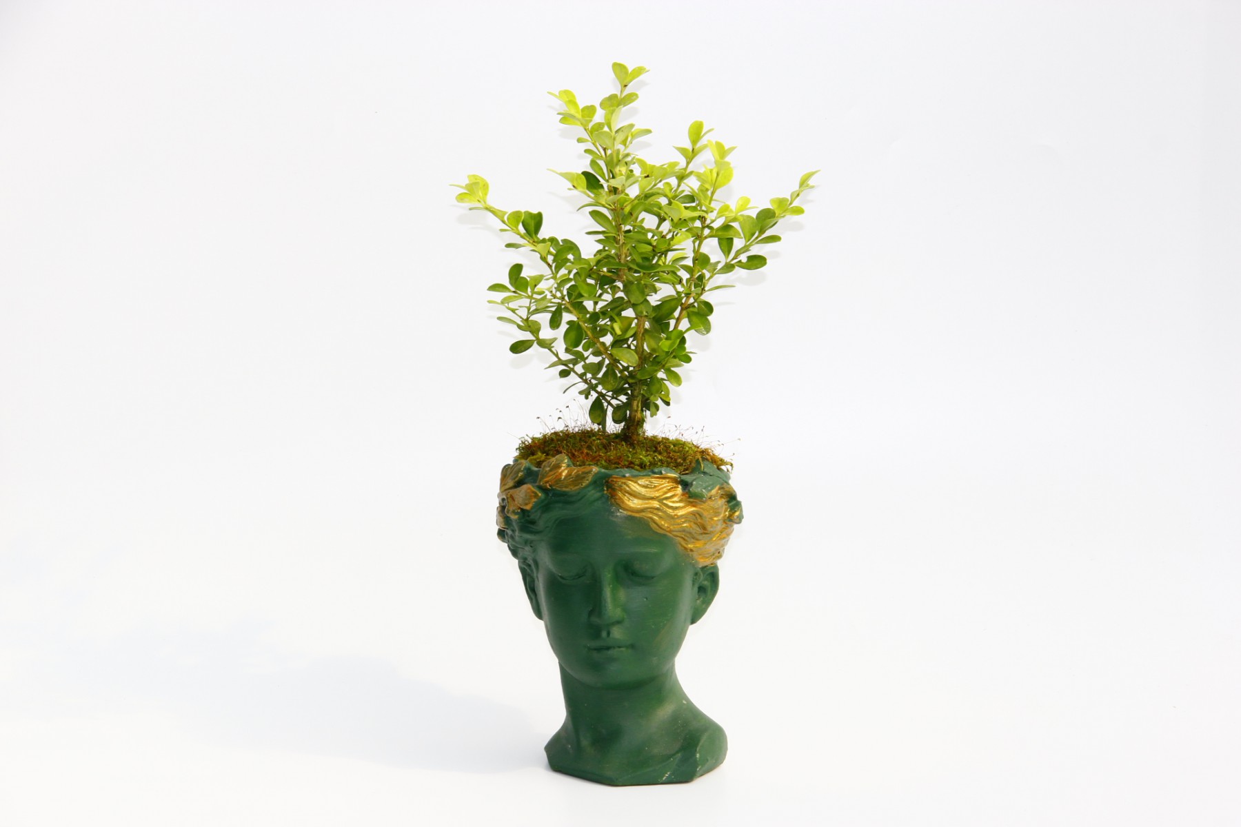 BONSAİ HELEN BUXUS - HEDİYELİK YEŞİL RENK BONSAİ HELEN BUXUS - HEDİYELİK YEŞİL RENK