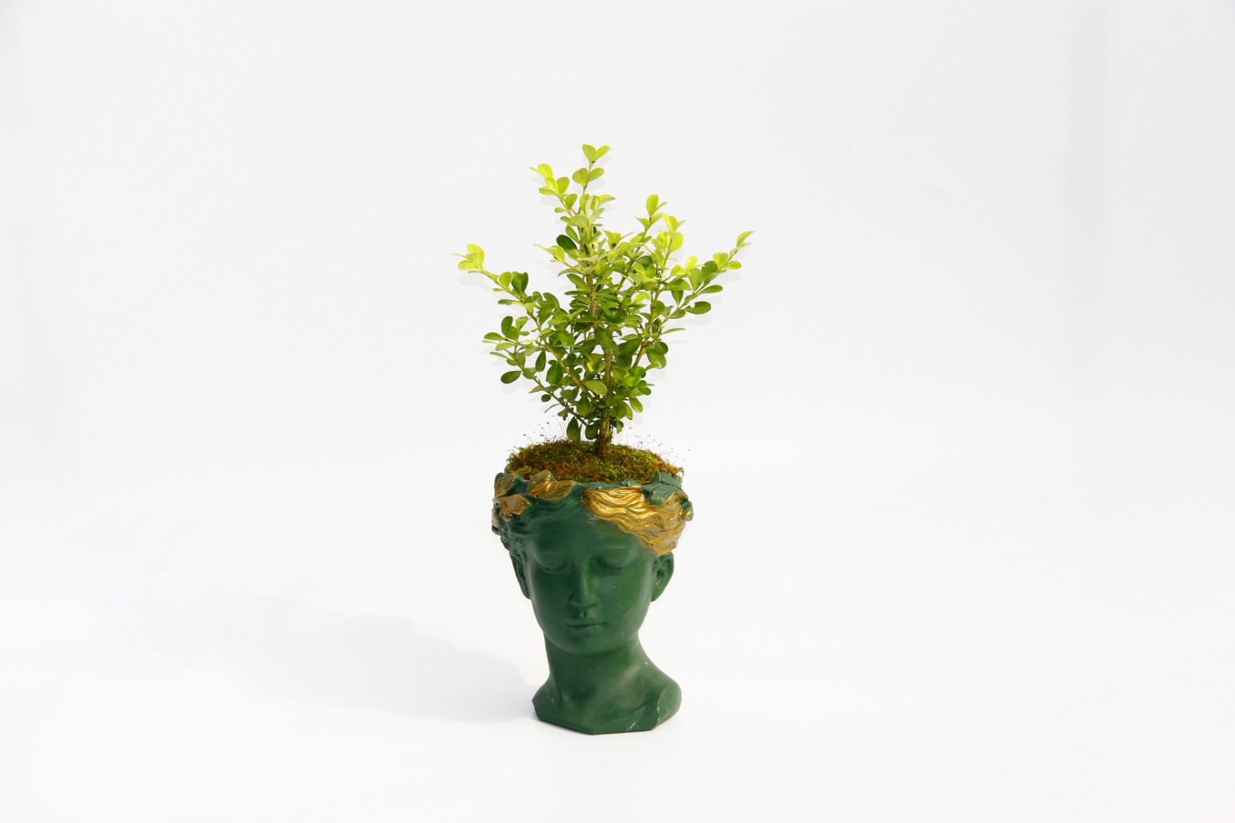 BONSAİ HELEN BUXUS - HEDİYELİK YEŞİL RENK BONSAİ HELEN BUXUS - HEDİYELİK YEŞİL RENK