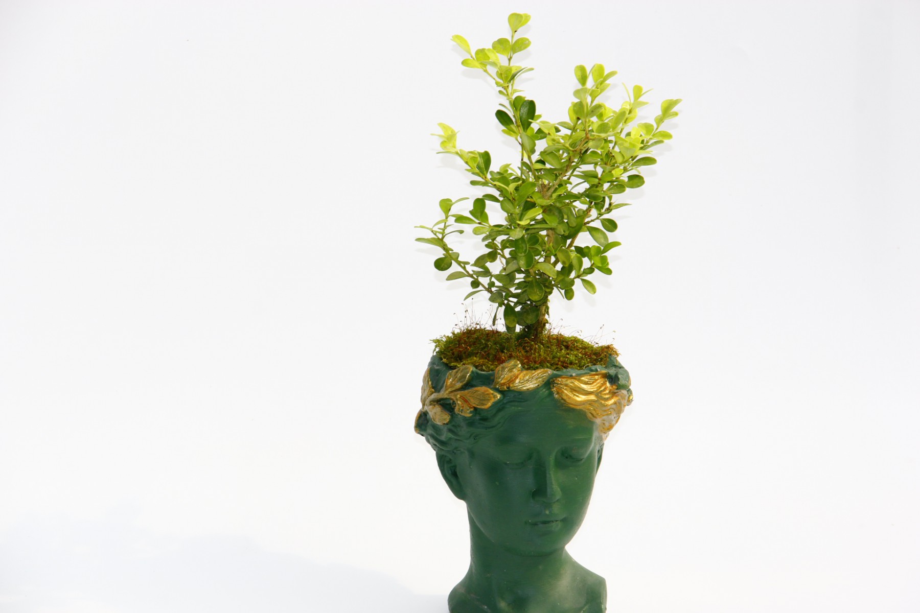 BONSAİ HELEN BUXUS - HEDİYELİK YEŞİL RENK BONSAİ HELEN BUXUS - HEDİYELİK YEŞİL RENK
