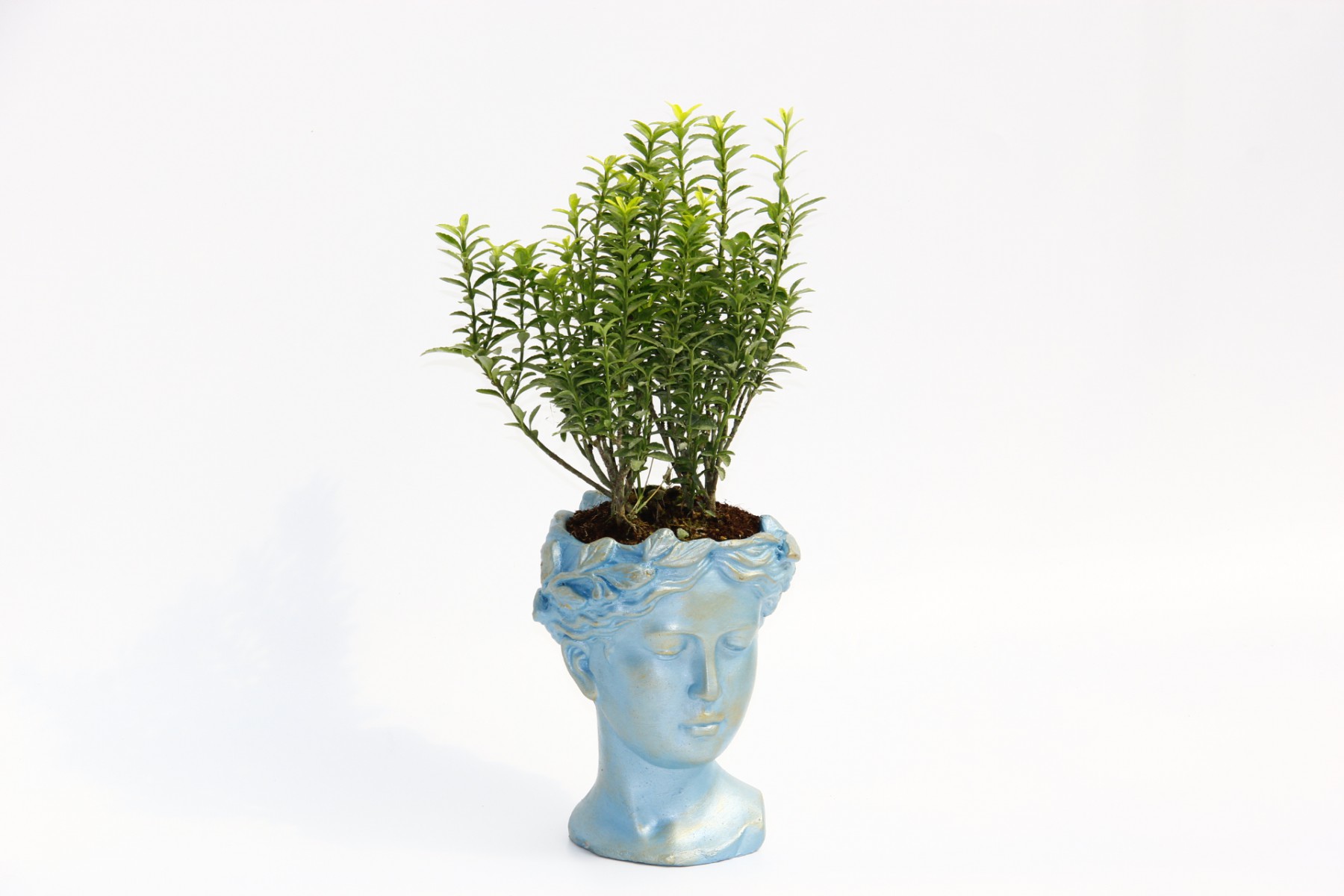 BONSAİ HELEN EUONYMUS MİCROPHYLLUS - HEDİYELİK MAVİ RENK