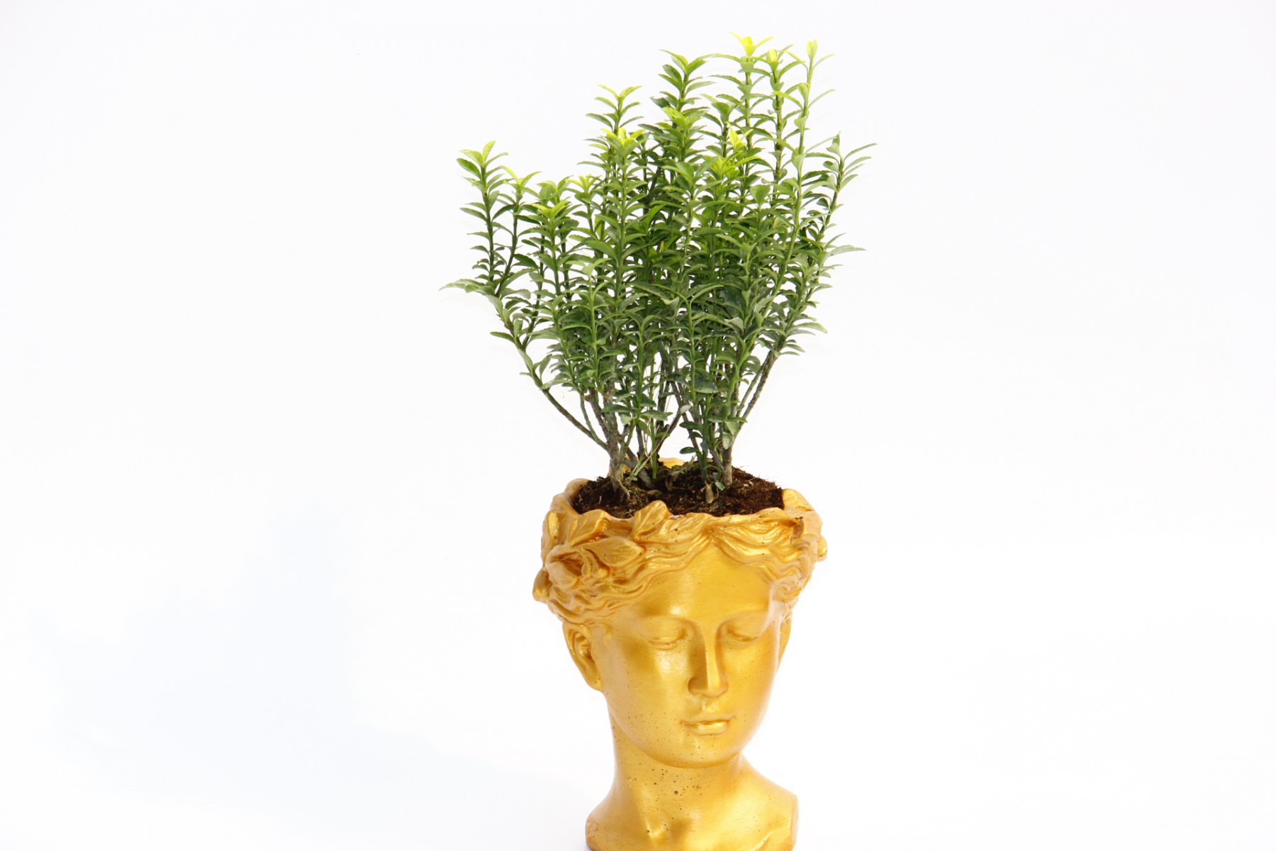 BONSAİ HELEN EUONYMUS MİCROPHYLLUS - HEDİYELİK TURUNCU RENK BONSAİ HELEN EUONYMUS MİCROPHYLLUS - HEDİYELİK TURUNCU RENK