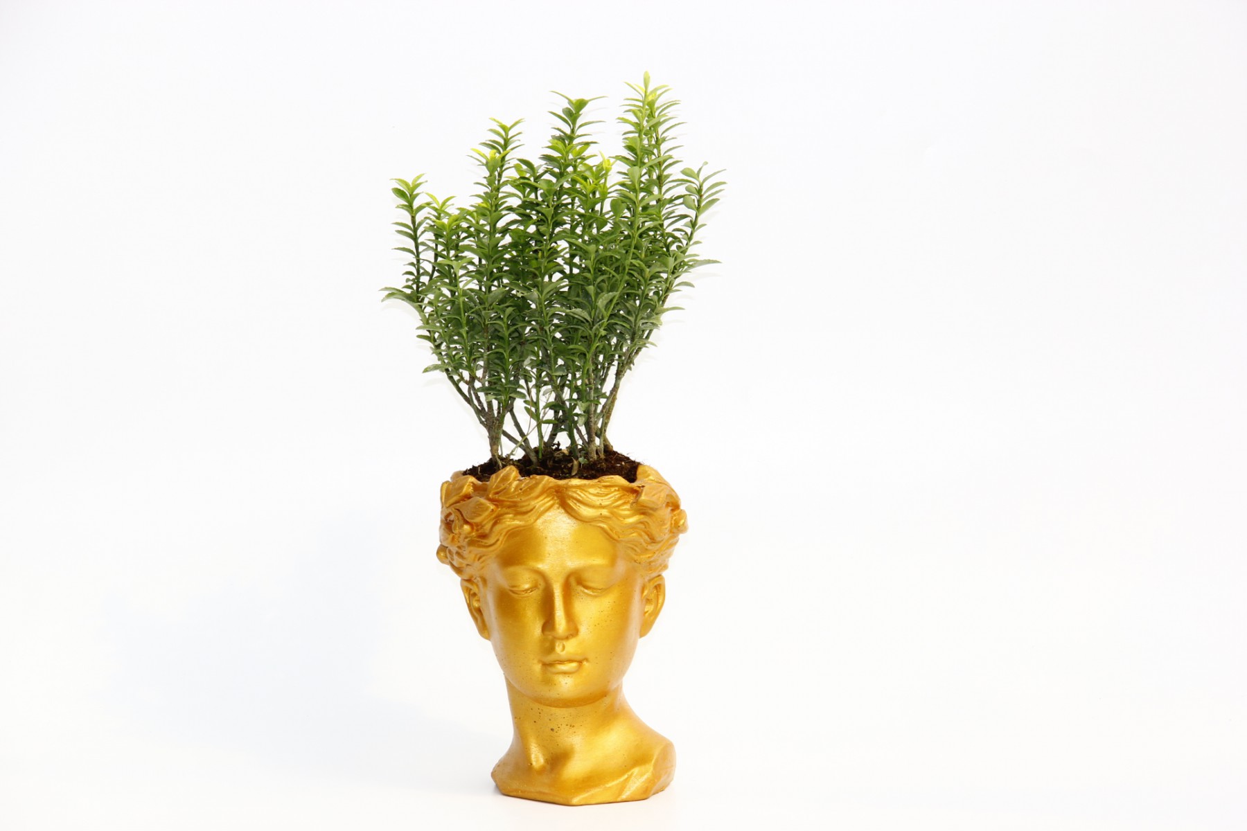 BONSAİ HELEN EUONYMUS MİCROPHYLLUS - HEDİYELİK TURUNCU RENK BONSAİ HELEN EUONYMUS MİCROPHYLLUS - HEDİYELİK TURUNCU RENK