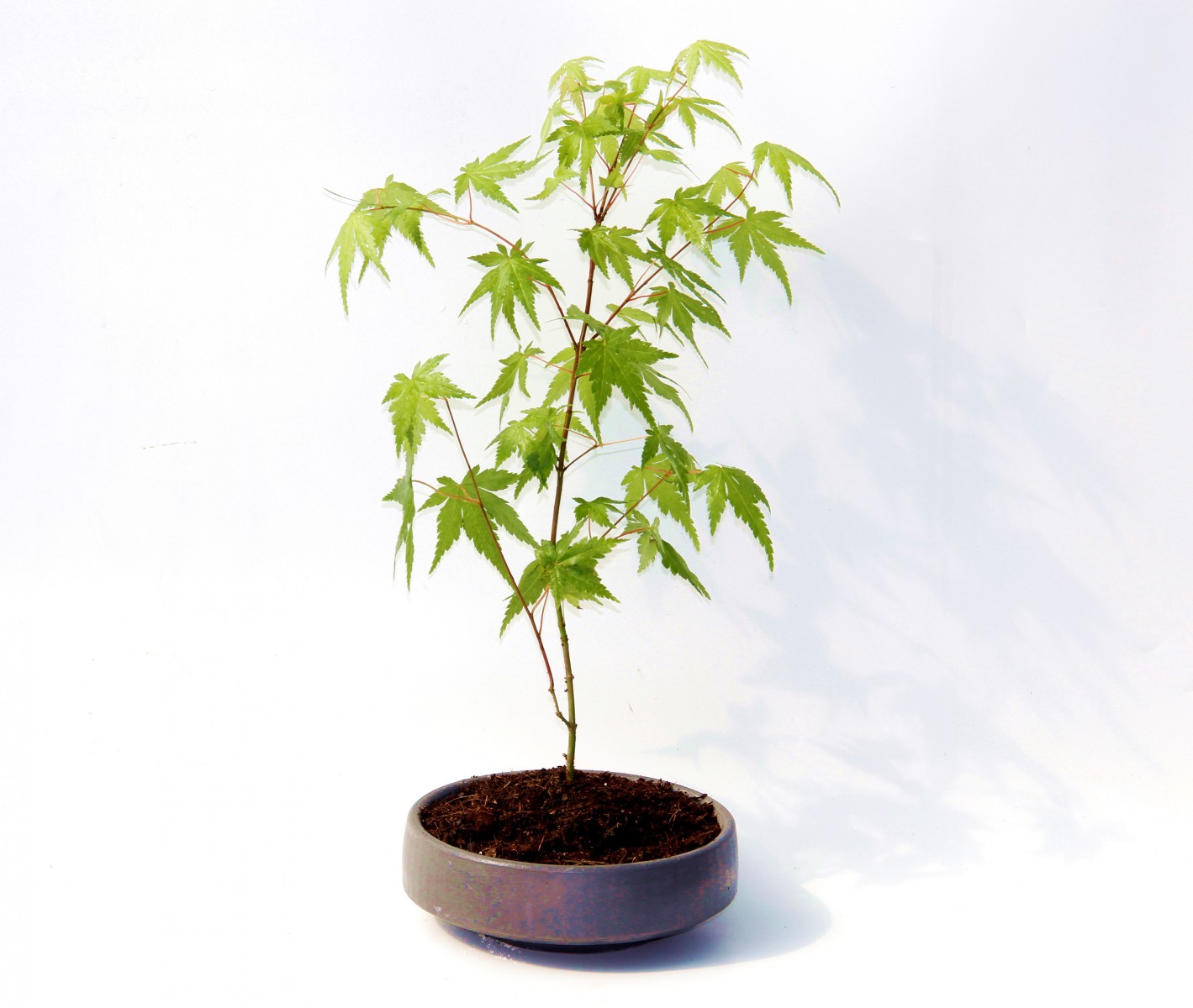 Bonsai Japon Akçaağacı Acer Palmatum Gri Saksıda 2 Adet