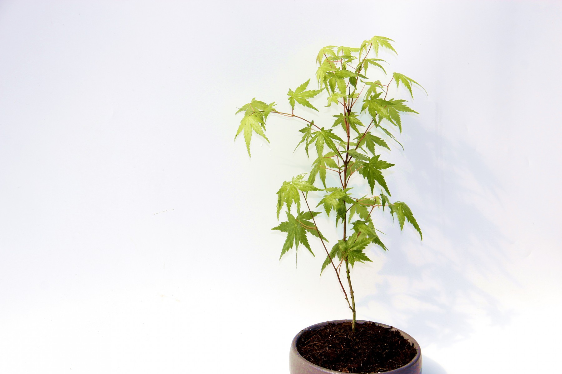Bonsai Japon Akçaağacı Acer Palmatum Gri Saksıda 2 Adet