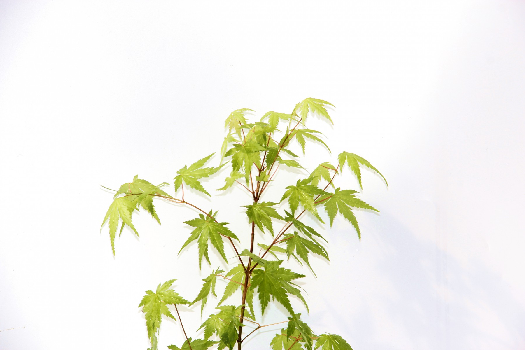 Bonsai Japon Akçaağacı Acer Palmatum Gri Saksıda Bonsai Japon Akçaağacı Acer Palmatum Gri Saksıda