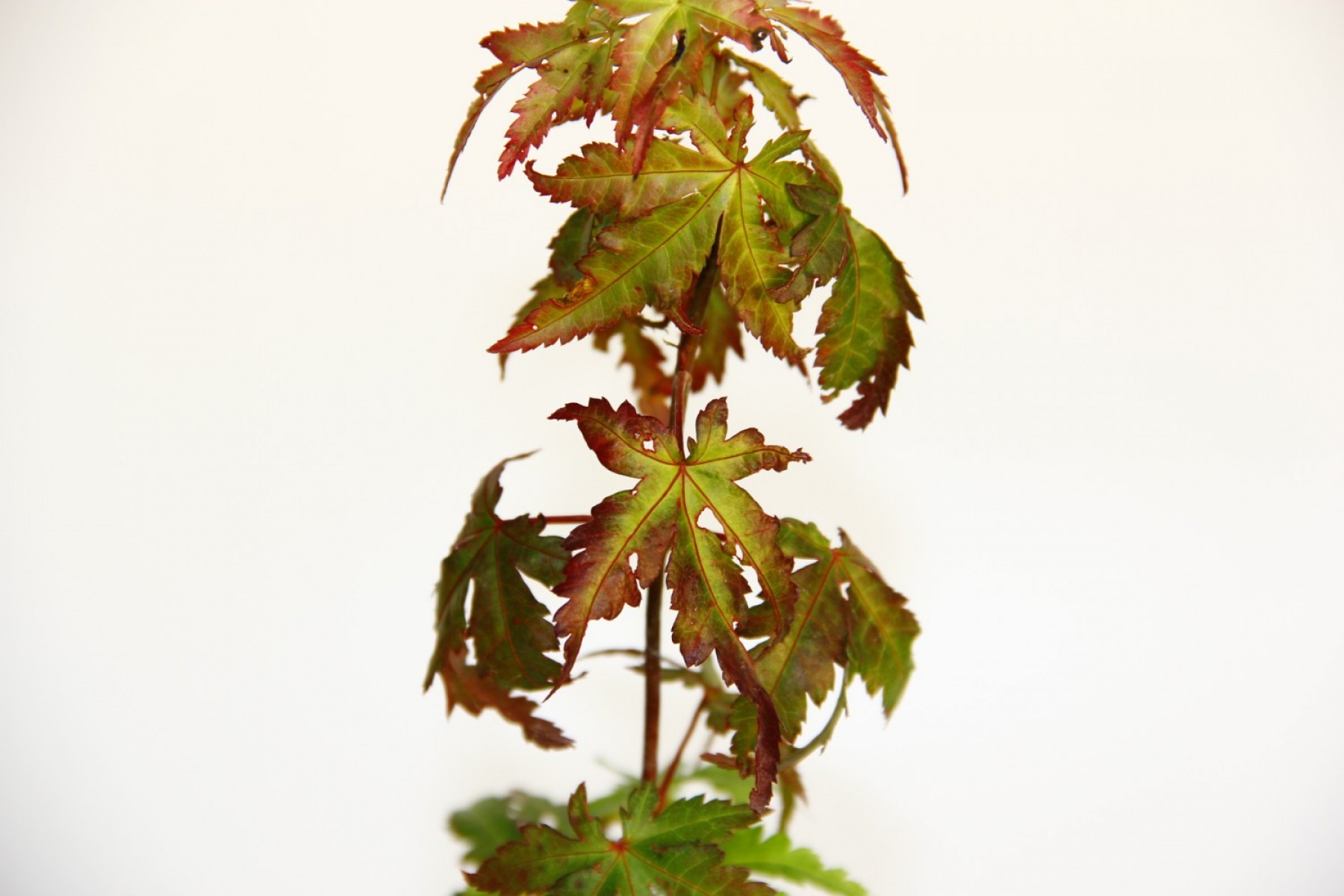 Bonsai Japon Akçaağacı Acer Palmatum