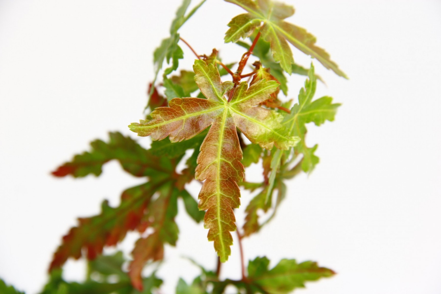 Bonsai Japon Akçaağacı Acer Palmatum