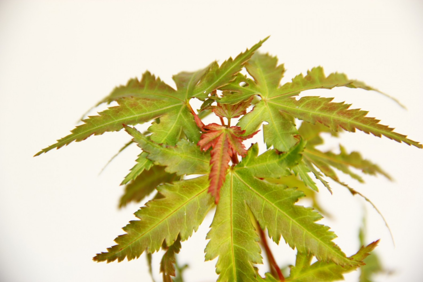 Bonsai Japon Akçaağacı Acer Palmatum