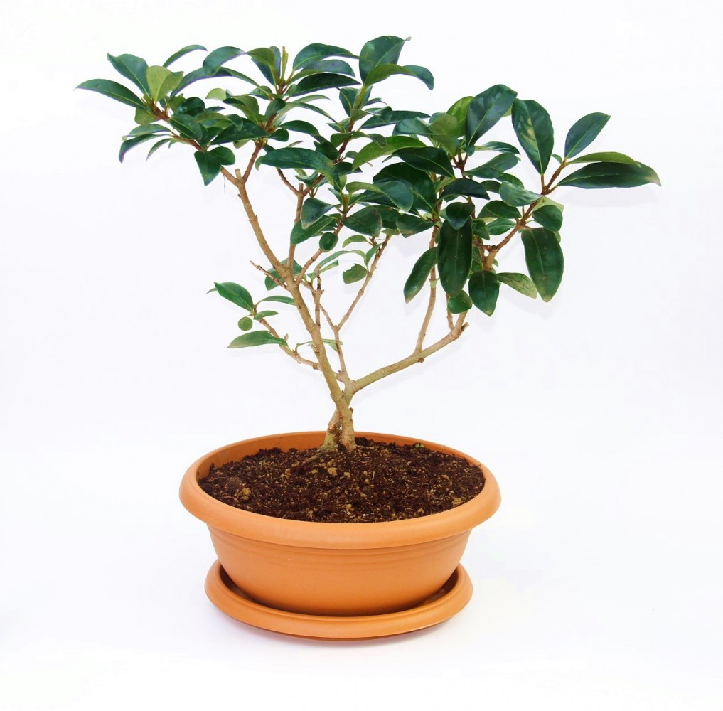 Bonsai Kartopu Lucidum