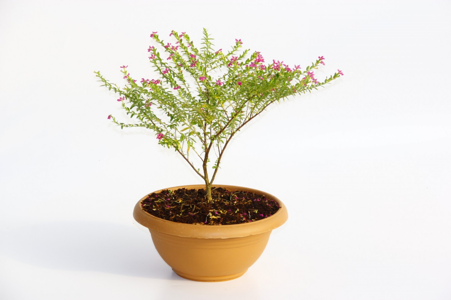 Bonsai Kufeya Cennet Çiçeği 5 Adet Bonsai Kufeya Cennet Çiçeği 5 Adet