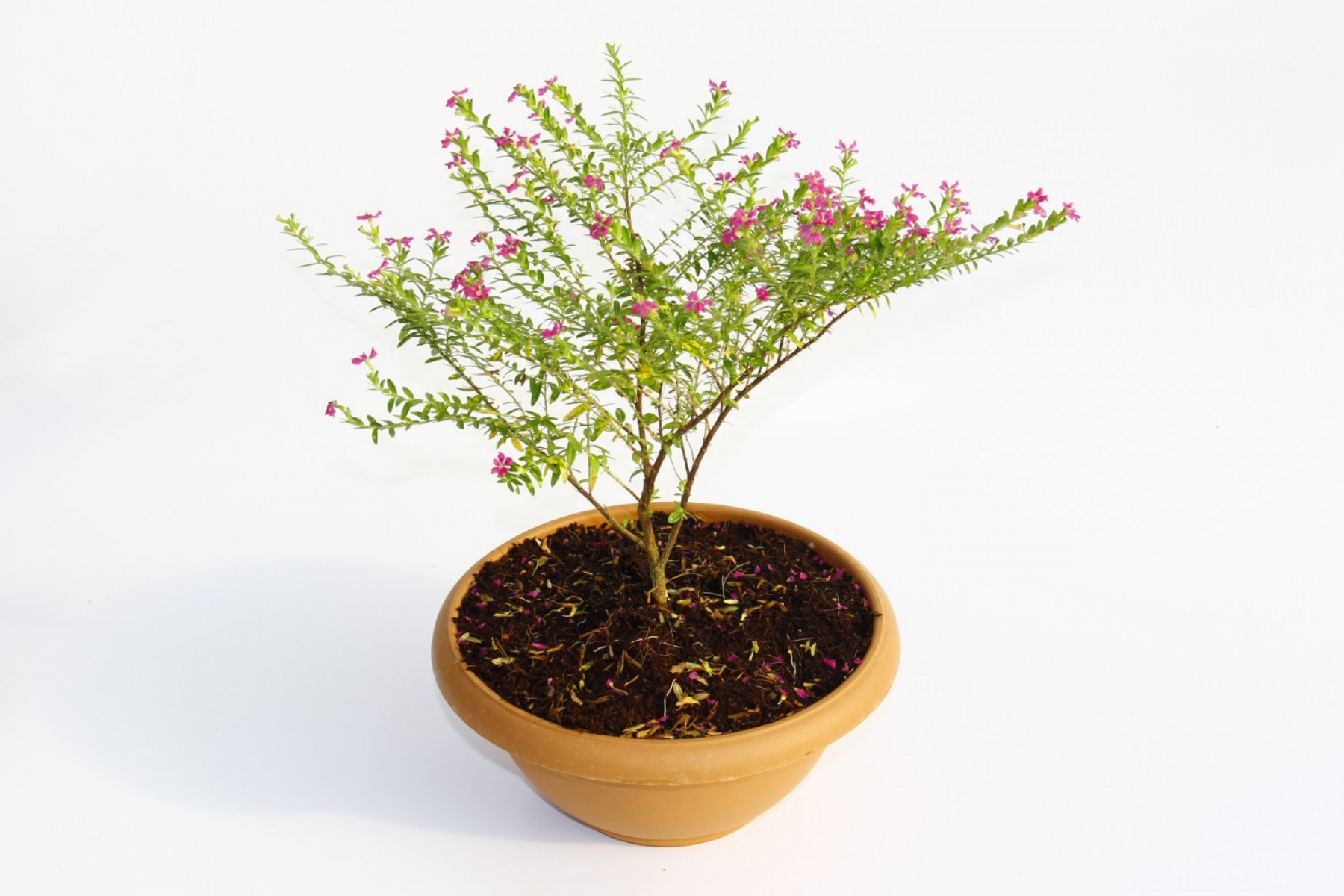 Bonsai Kufeya Cennet Çiçeği 3 Adet Bonsai Kufeya Cennet Çiçeği 3 Adet
