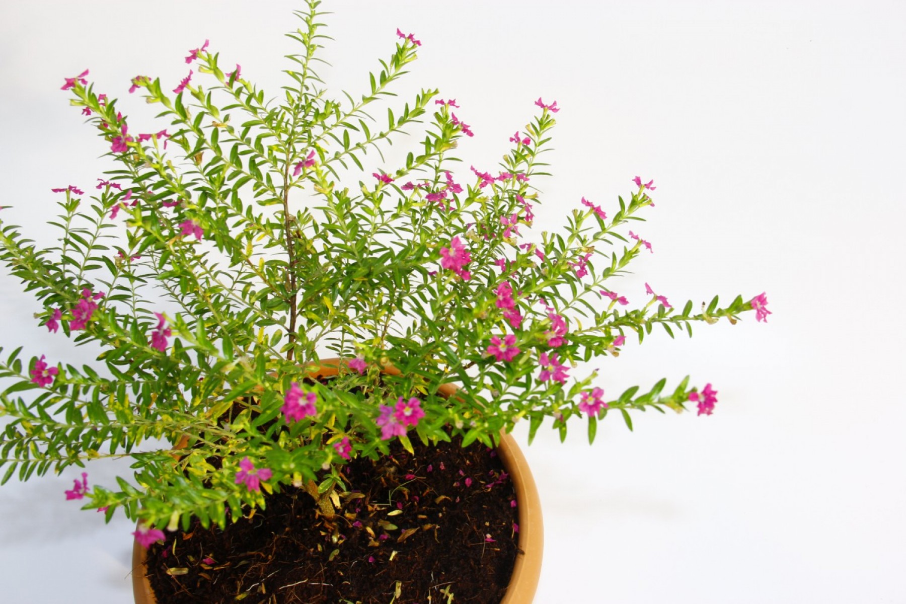 Bonsai Kufeya Cennet Çiçeği 3 Adet Bonsai Kufeya Cennet Çiçeği 3 Adet