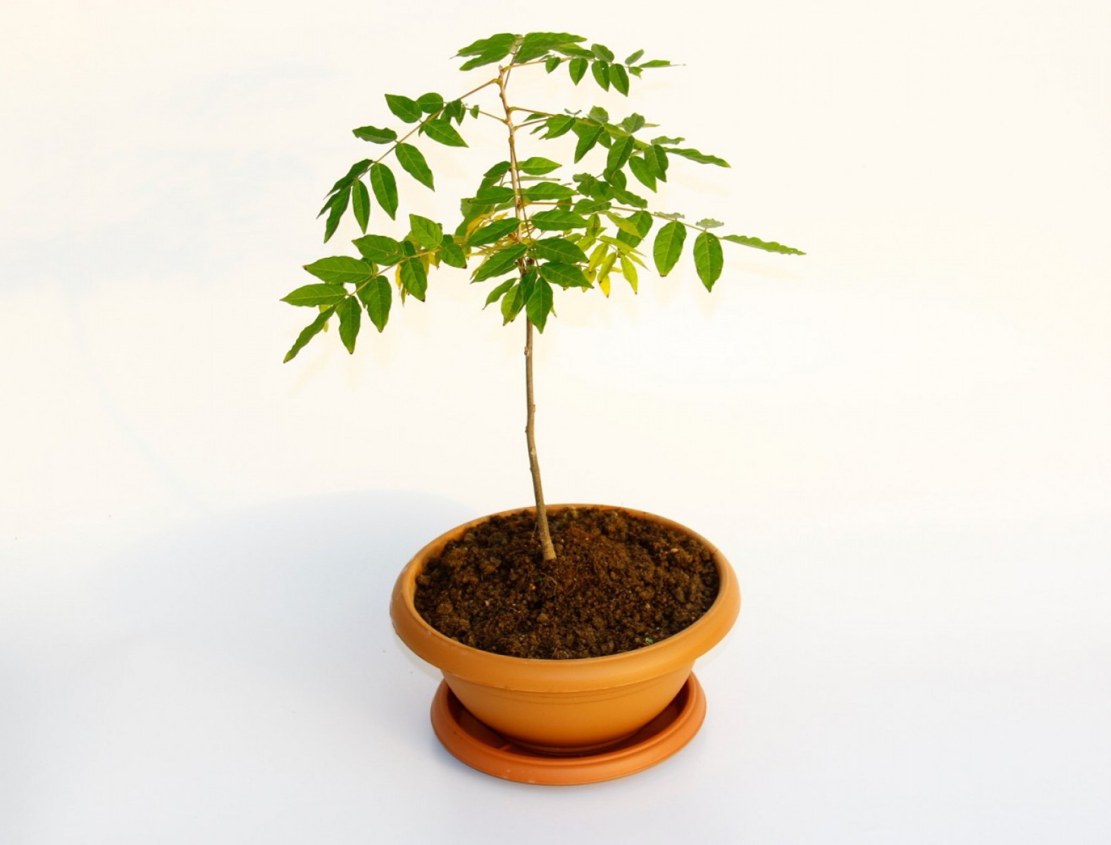 Bonsai Mor Salkım