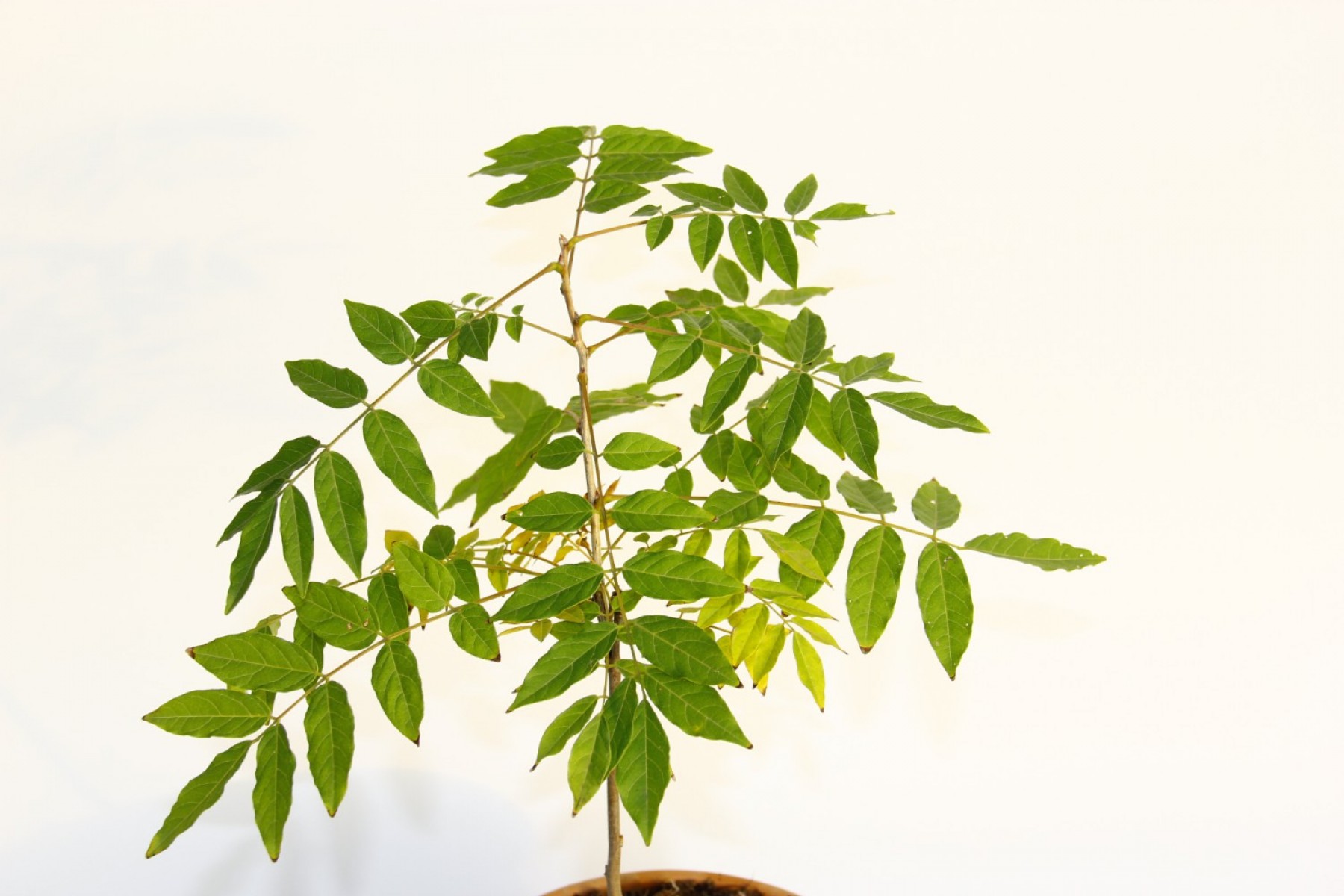 Bonsai Mor Salkım Bonsai Mor Salkım