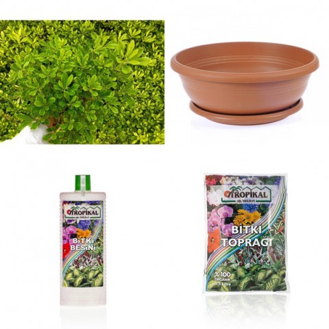 Bonsai Pitosporum Seti Bitki besini-Bonsai Saksı -Toprak -Fidan Bonsai Pitosporum Seti Bitki besini-Bonsai Saksı -Toprak -Fidan