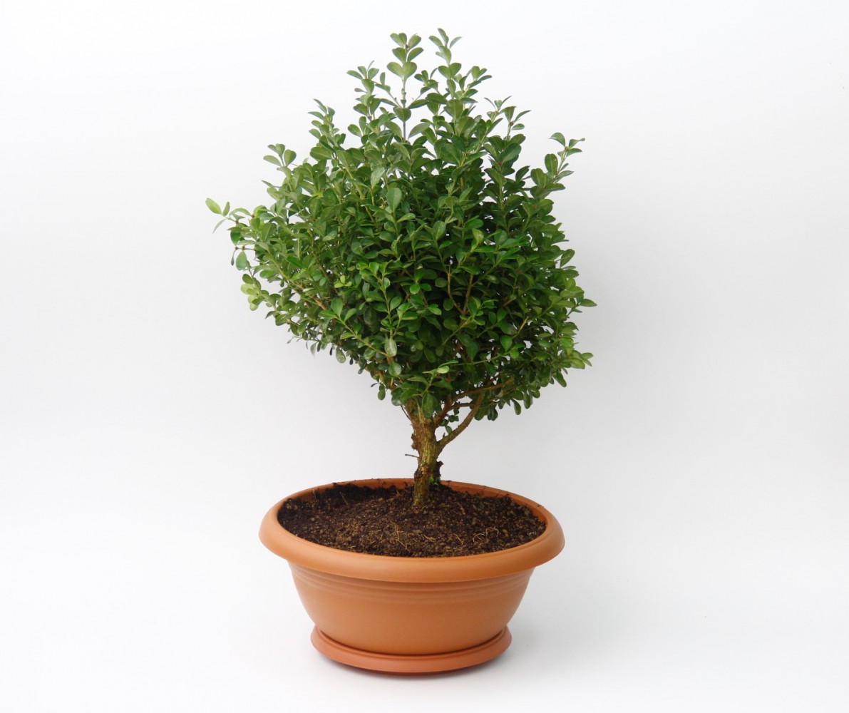 Bonsai Şimşir Fidanı Buxus Sempervirens Rotundifolia 3 Adet