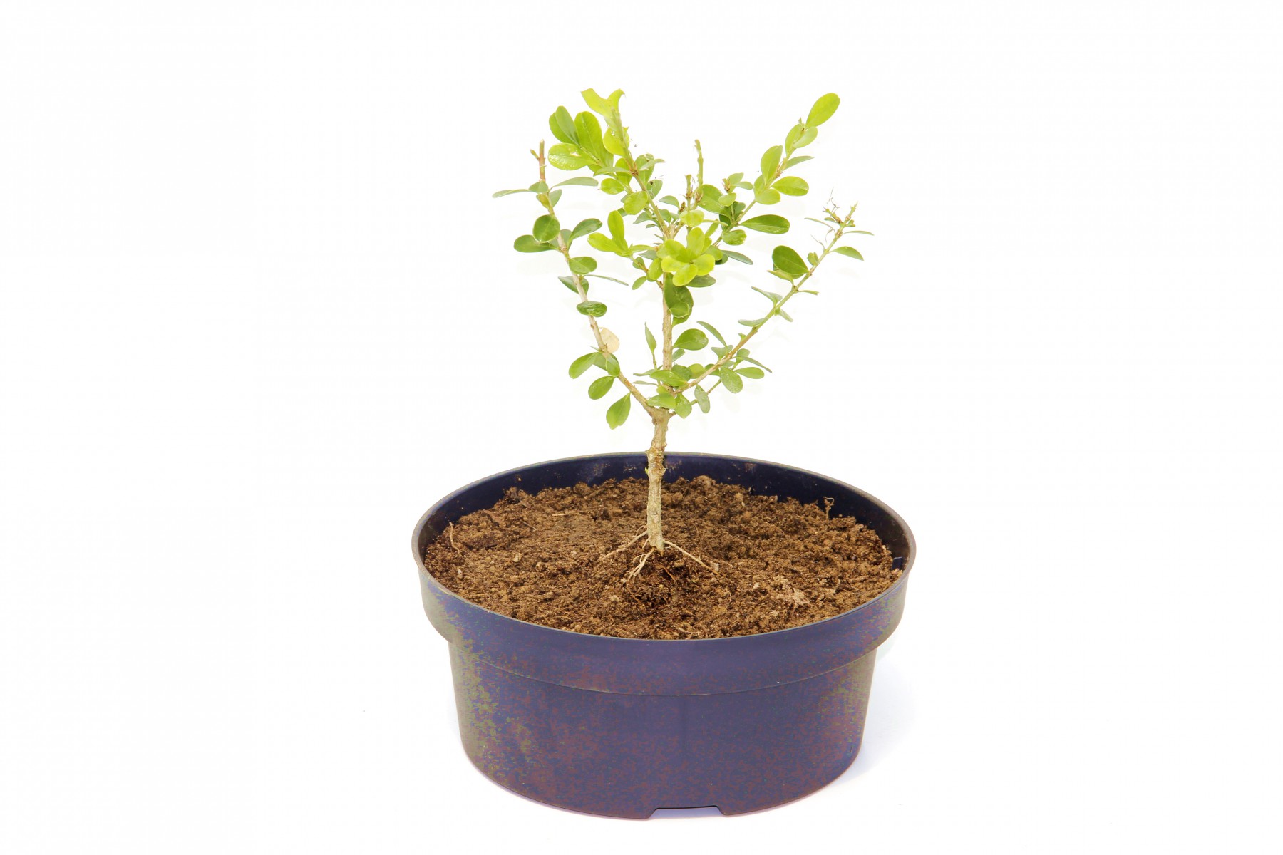 Bonsai Şimşir Fidanı Buxus Sempervirens Rotundifolia 4 Yaşında Bonsai Şimşir Fidanı Buxus Sempervirens Rotundifolia 4 Yaşında