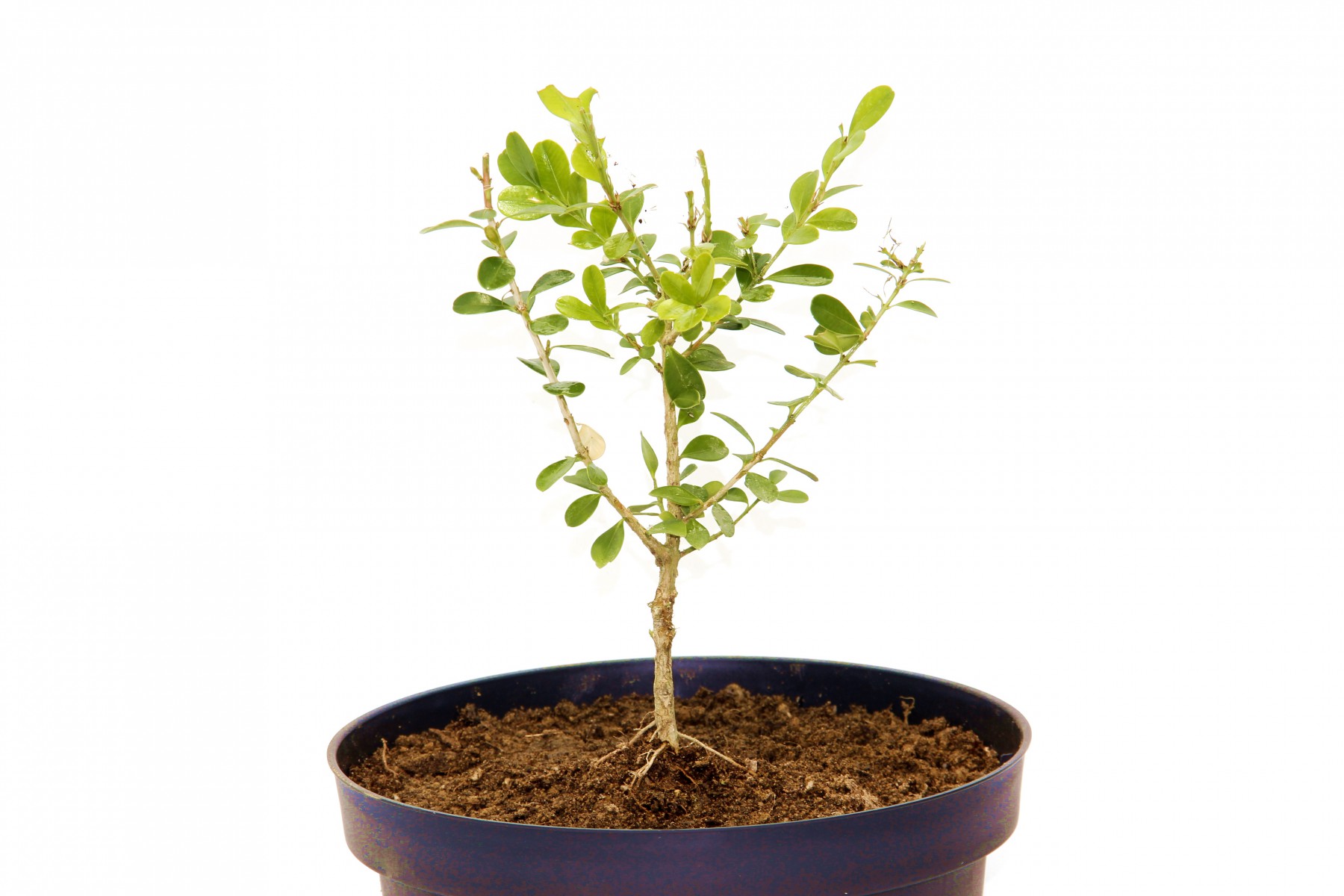 Bonsai Şimşir Fidanı Buxus Sempervirens Rotundifolia 4 Yaşında Bonsai Şimşir Fidanı Buxus Sempervirens Rotundifolia 4 Yaşında