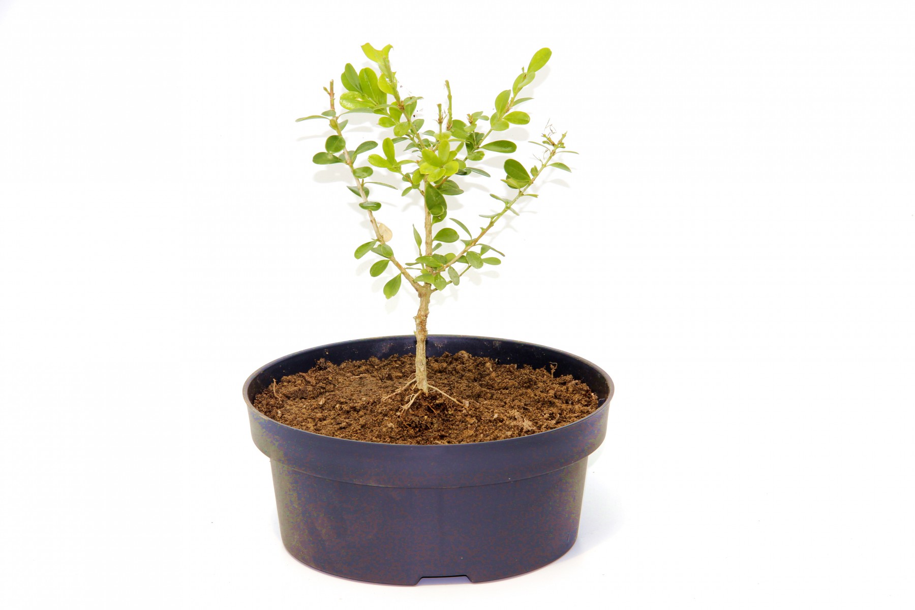 Bonsai Şimşir Fidanı Buxus Sempervirens Rotundifolia 4 Yaşında