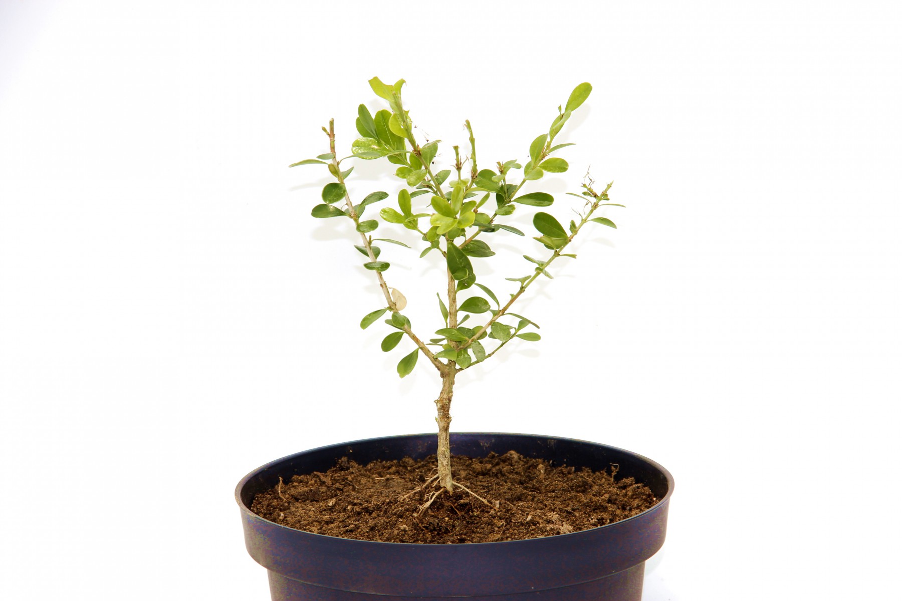Bonsai Şimşir Fidanı Buxus Sempervirens Rotundifolia 4 Yaşında Bonsai Şimşir Fidanı Buxus Sempervirens Rotundifolia 4 Yaşında