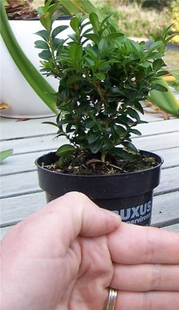 Bonsai Şimşir Fidanı Buxus Sempervirens Rotundifolia Bonsai Şimşir Fidanı Buxus Sempervirens Rotundifolia