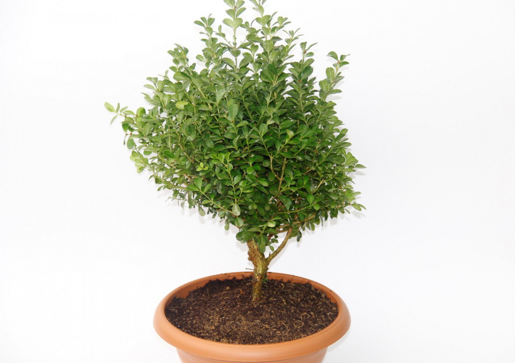 Bonsai Şimşir Fidanı Buxus Sempervirens Rotundifolia