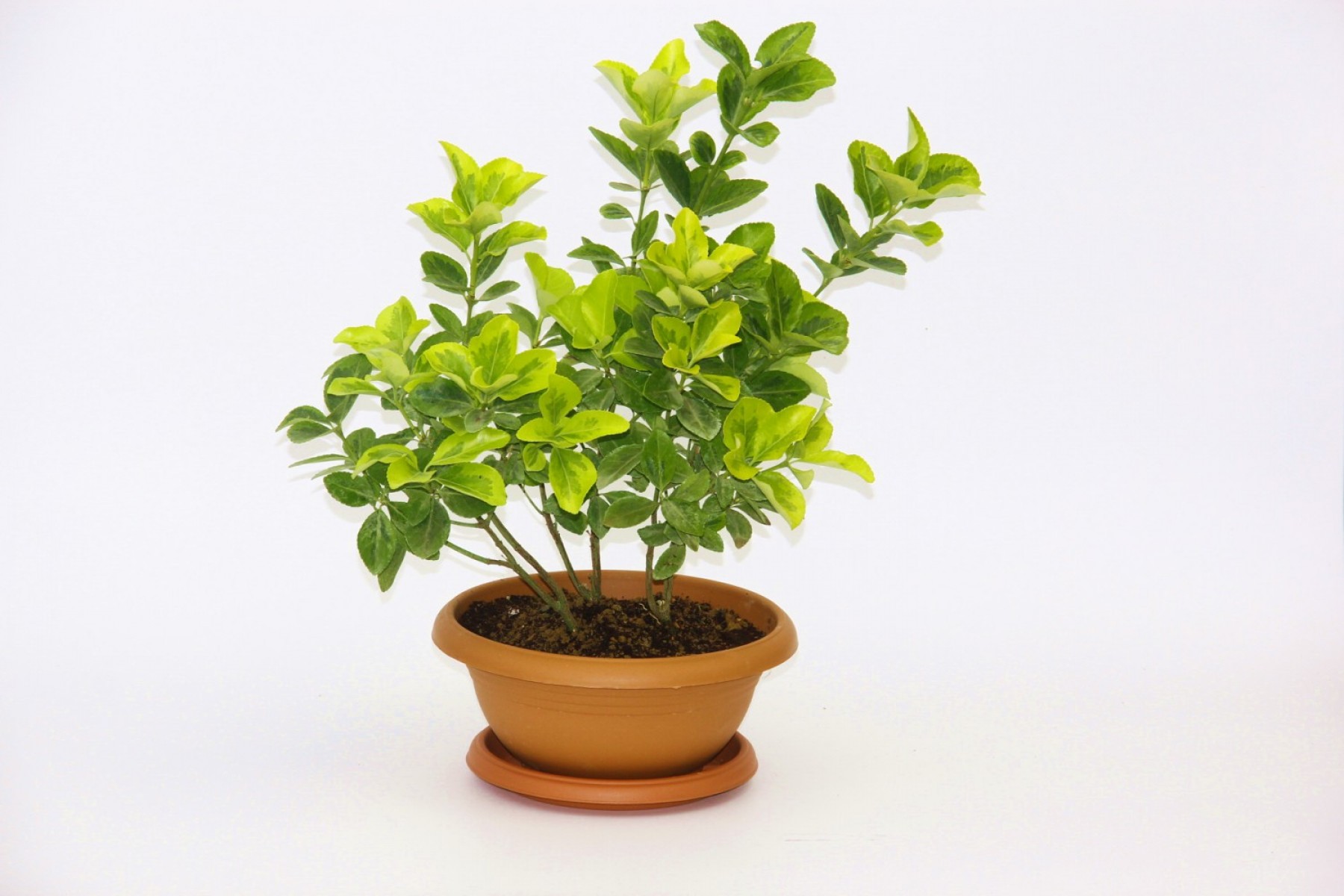 Bonsai Taflan 3 Adet