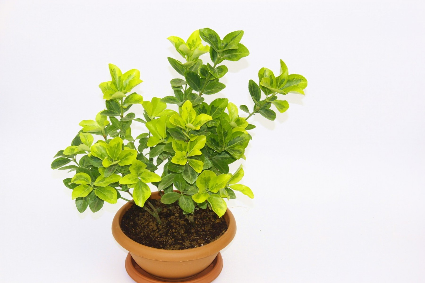 Bonsai Taflan 5 Adet