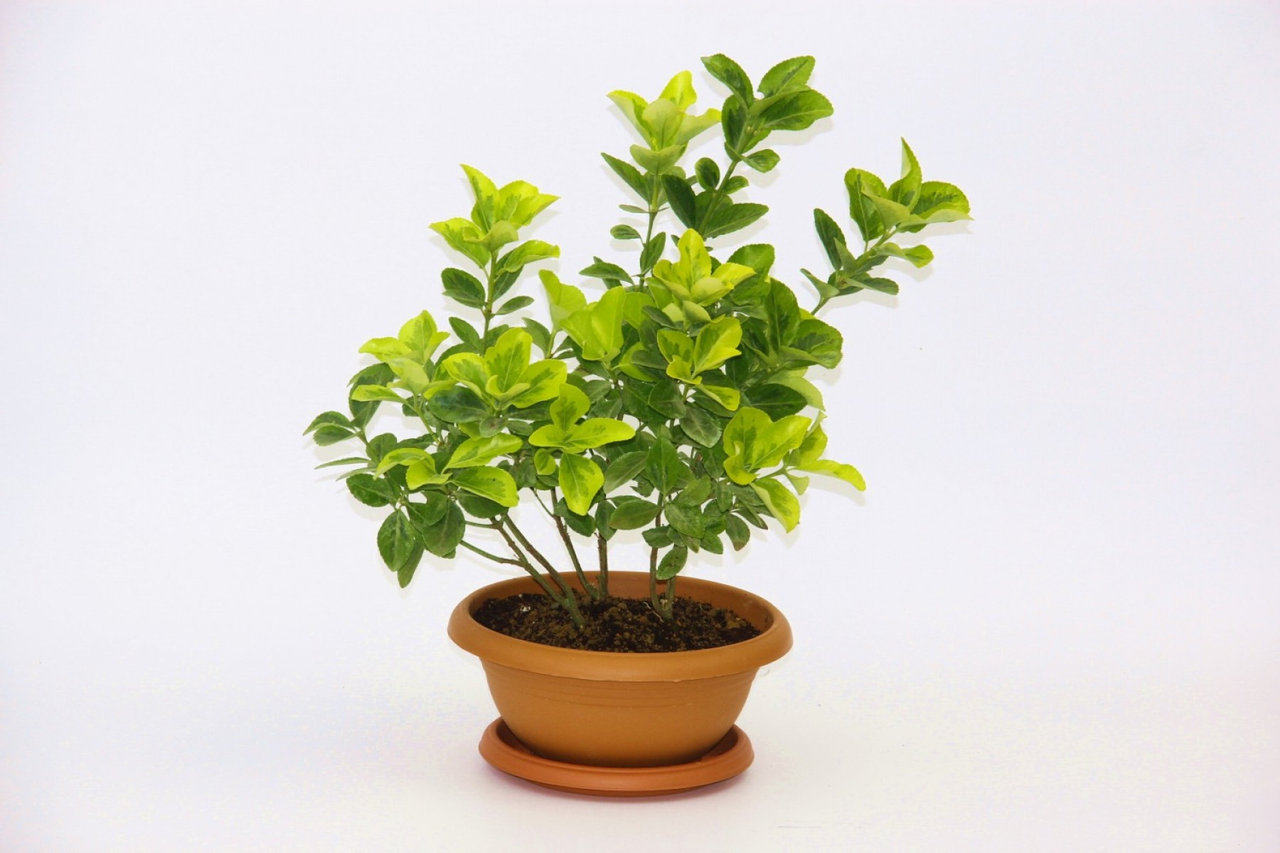 Bonsai Taflan