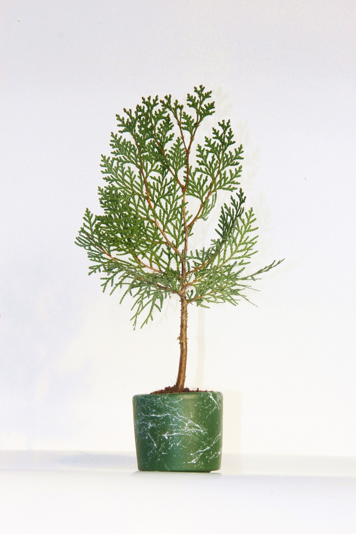 Bonsai Thuja Orientalis Yeşil Saksıda 2 Adet Bonsai Thuja Orientalis Yeşil Saksıda 2 Adet