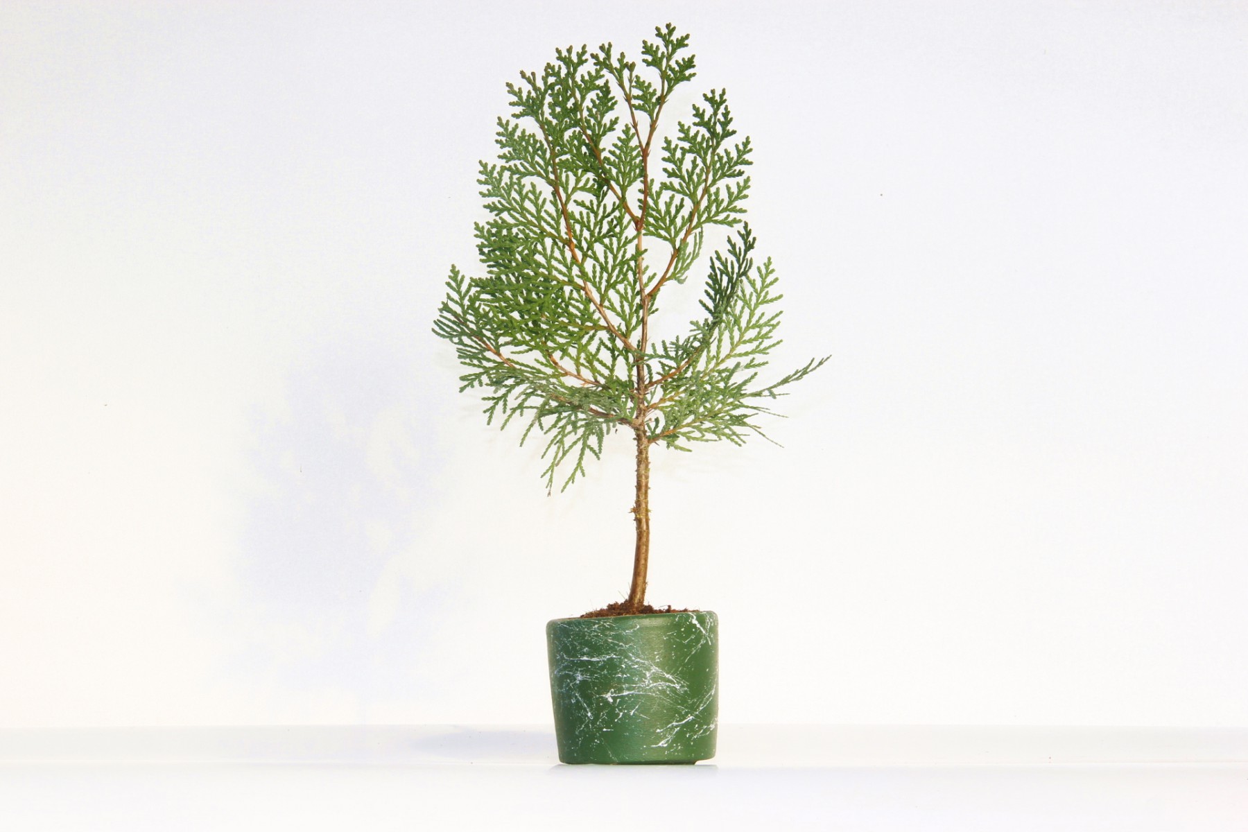 Bonsai Thuja Orientalis Yeşil Saksıda 2 Adet