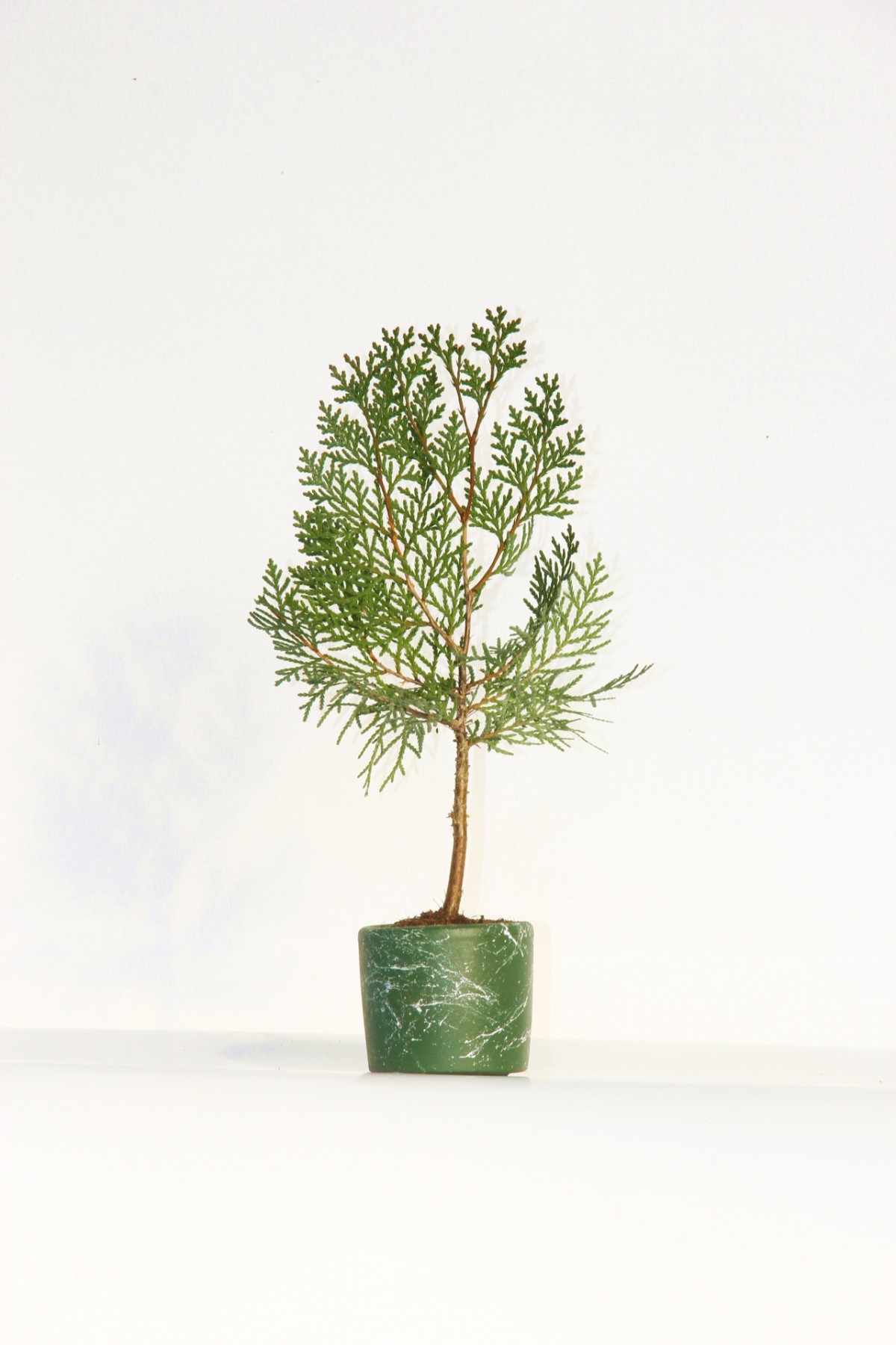 Bonsai Thuja Orientalis Yeşil Saksıda 2 Adet