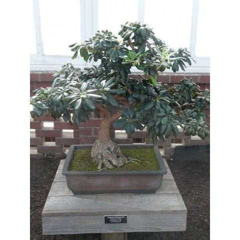 Bonsai Yıldız Çalısı Pitosporum 3 Adet Bonsai Yıldız Çalısı Pitosporum 3 Adet