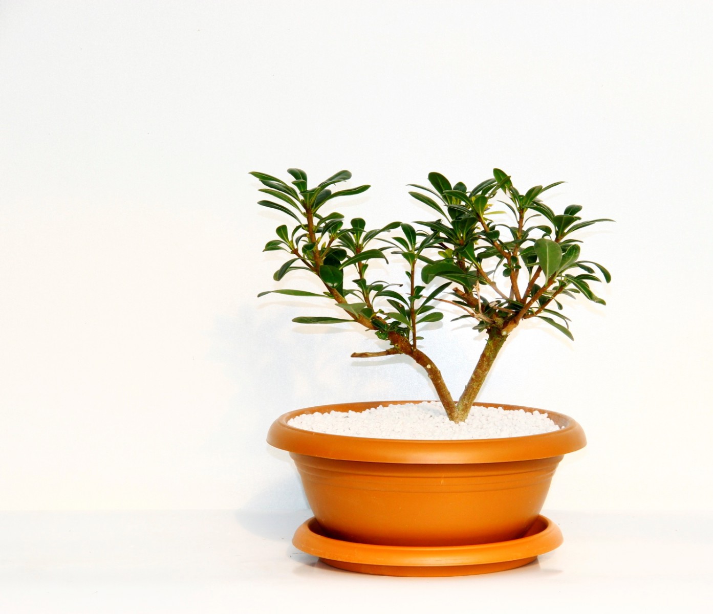 Bonsai Yıldız Çalısı Pitosporum Kiremit Saksıda