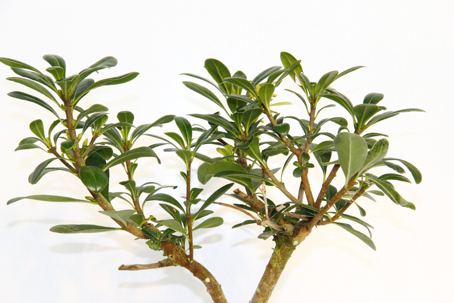 Bonsai Yıldız Çalısı Pitosporum Kiremit Saksıda