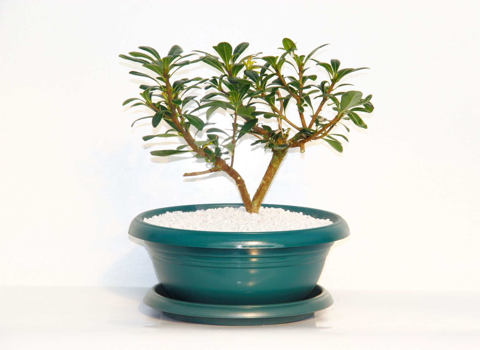 Bonsai Yıldız Çalısı Pitosporum Yeşil Saksıda