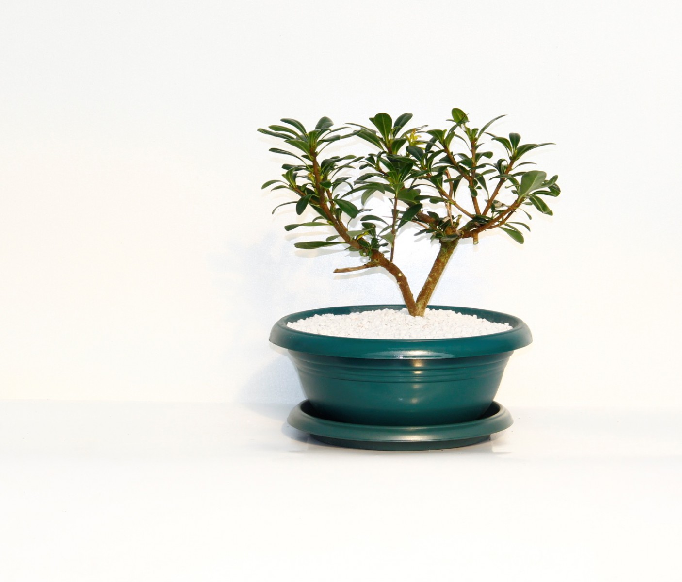 Bonsai Yıldız Çalısı Pitosporum Yeşil Saksıda Bonsai Yıldız Çalısı Pitosporum Yeşil Saksıda