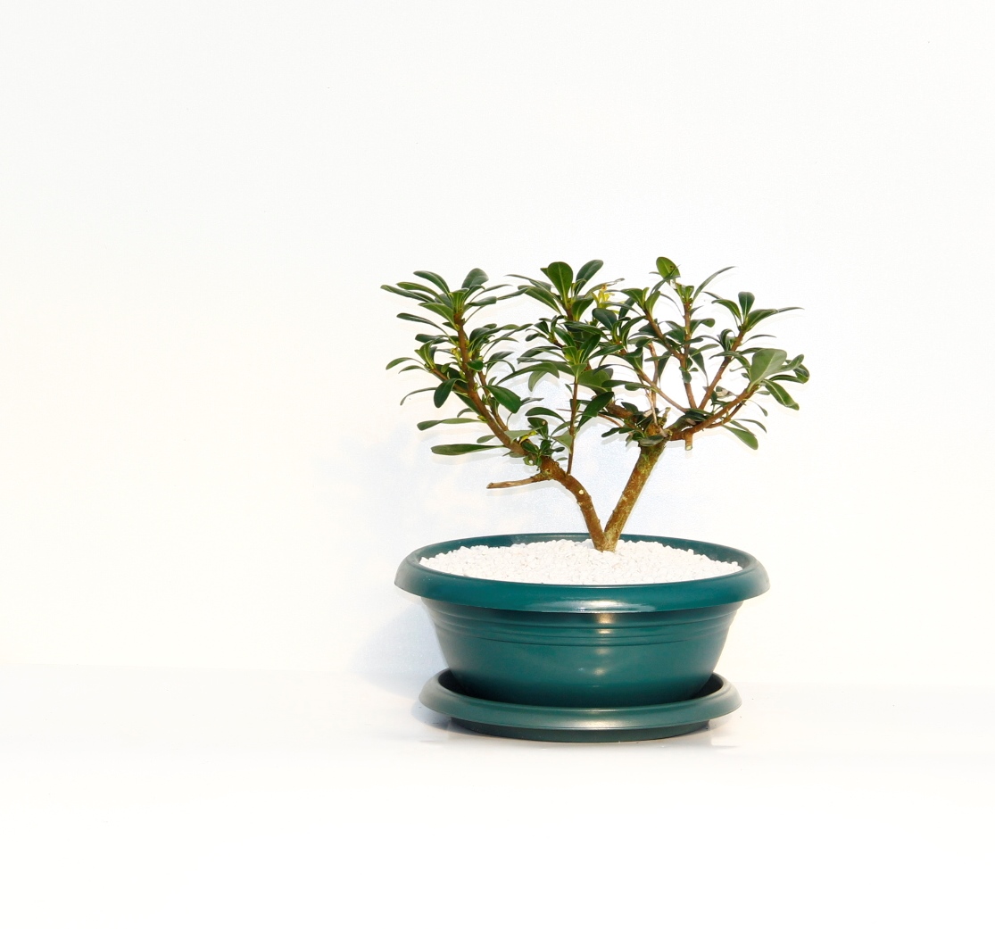 Bonsai Yıldız Çalısı Pitosporum Yeşil Saksıda