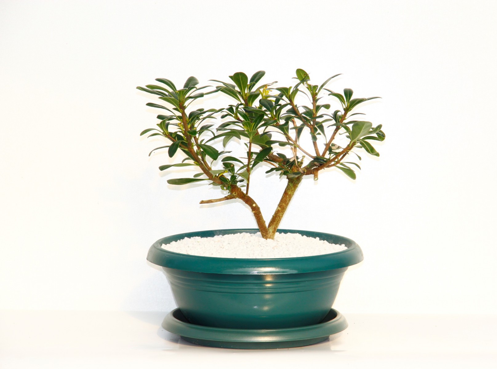 Bonsai Yıldız Çalısı Pitosporum Yeşil Saksıda